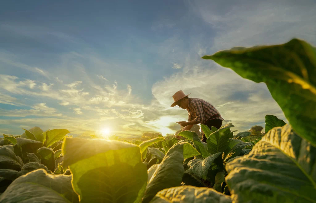 yeidl farming tools